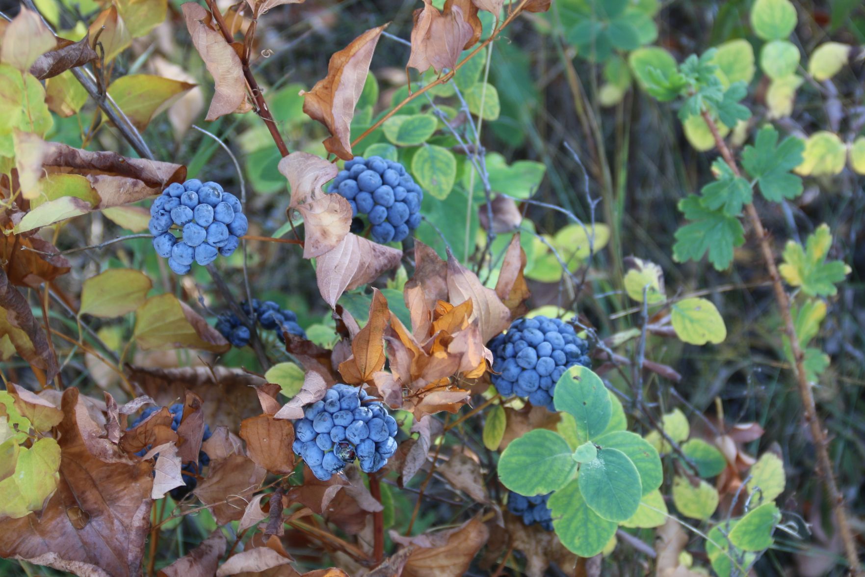Wild Blueberries